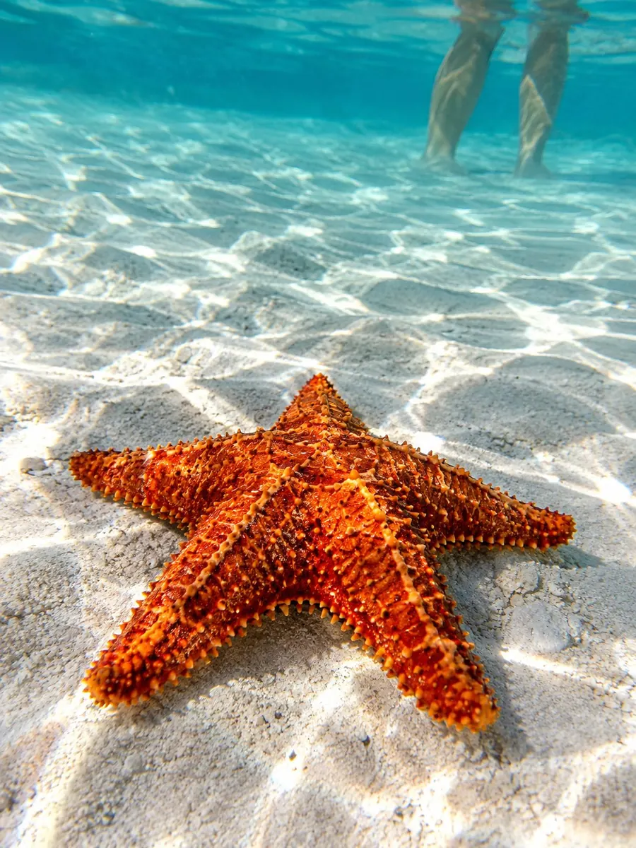 A red cushion sea star on rippled white sand under clear shallow water